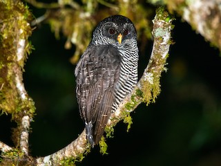 Black-banded Owl - Strix huhula - Birds of the World