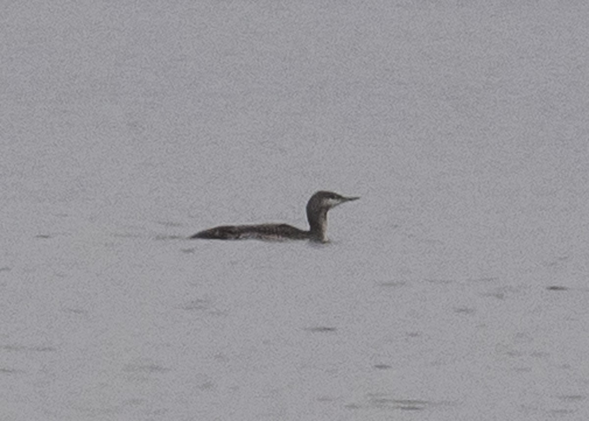 Red-throated Loon - ML40862991