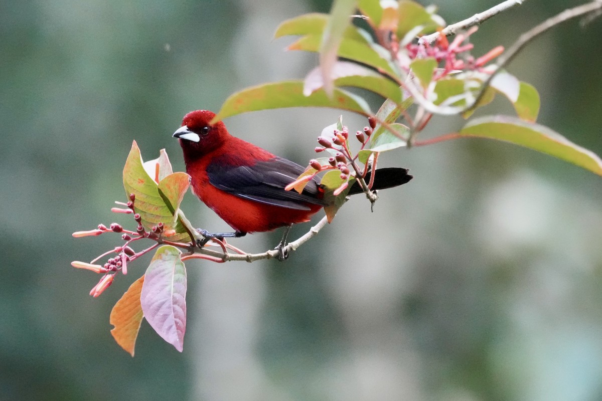 Crimson-backed Tanager - Eric Bischoff