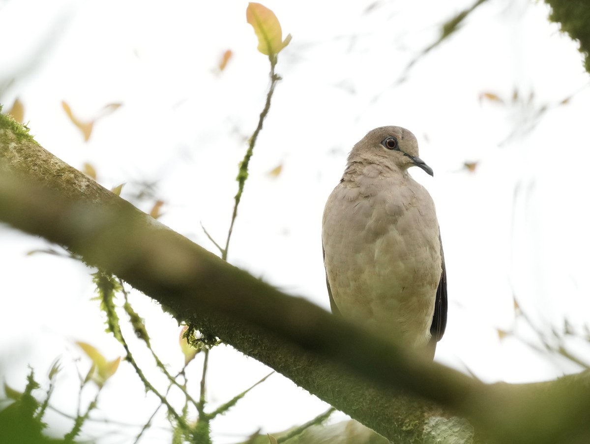 White-tipped Dove - Eric Bischoff