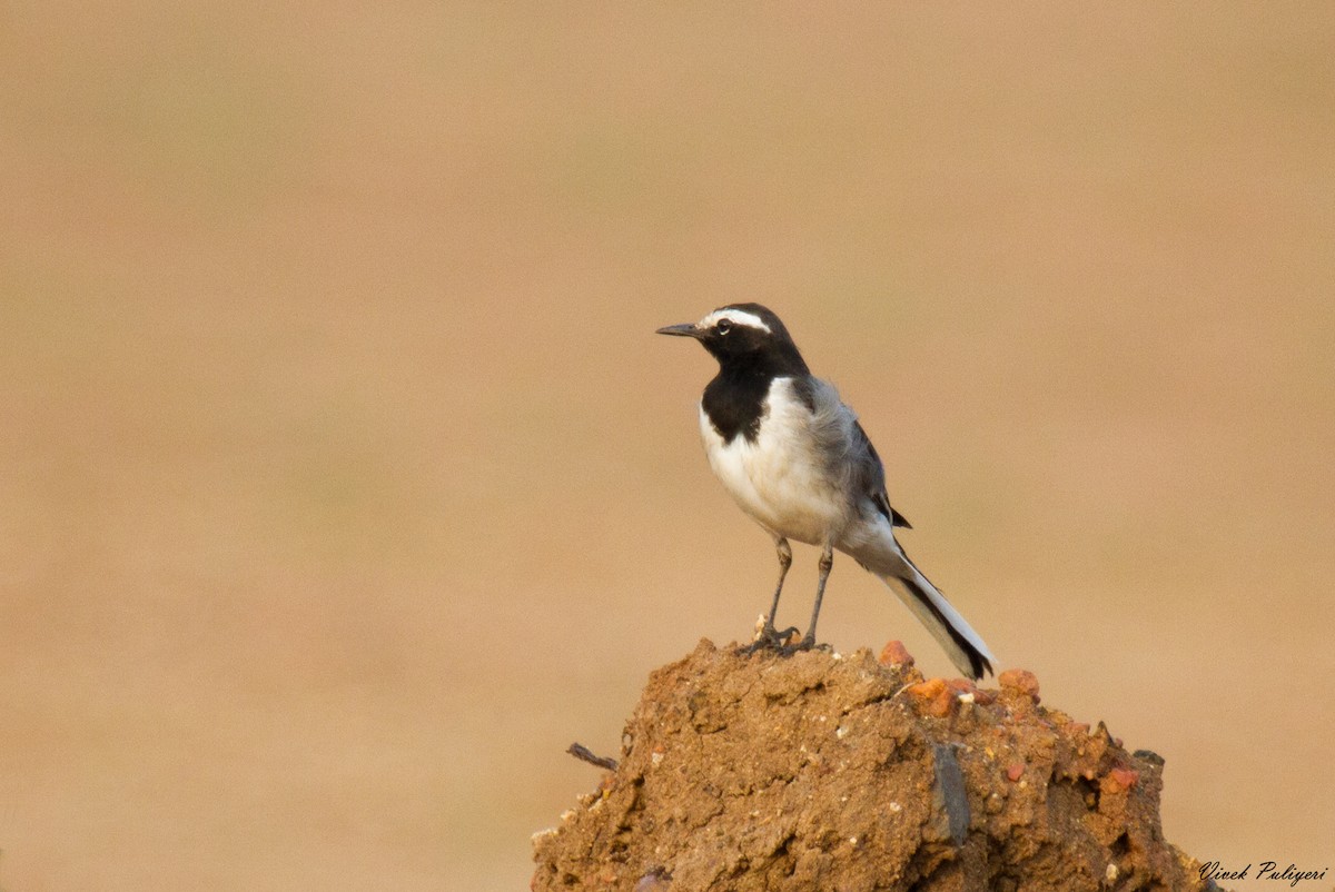 White-browed Wagtail - ML40864311