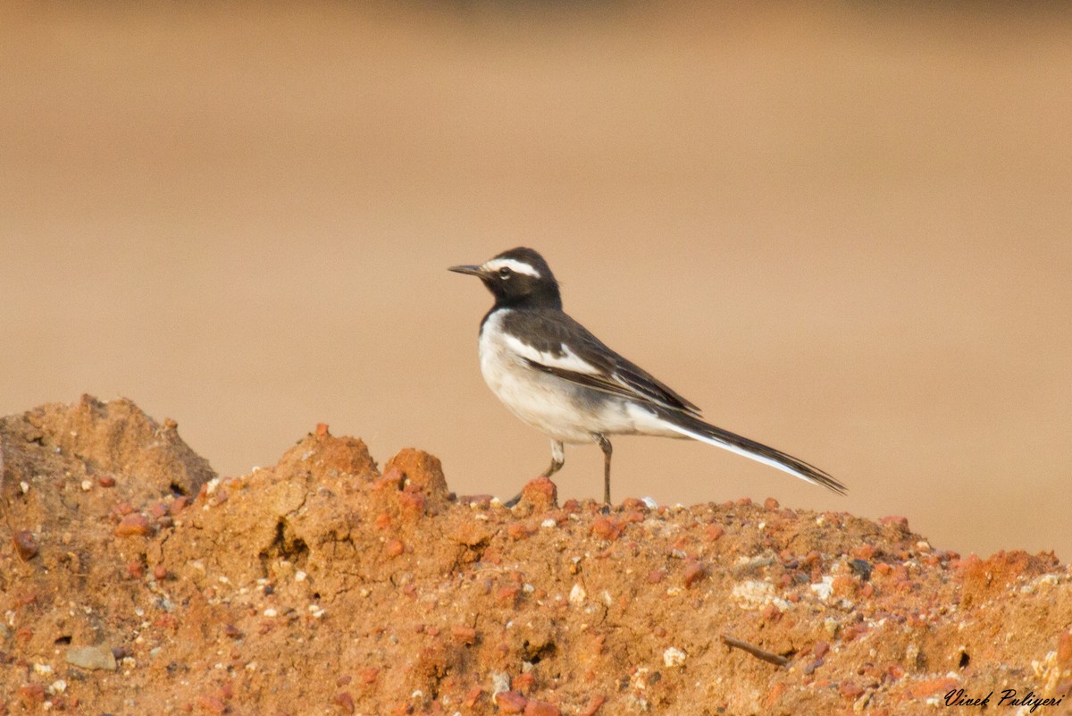 White-browed Wagtail - ML40864321