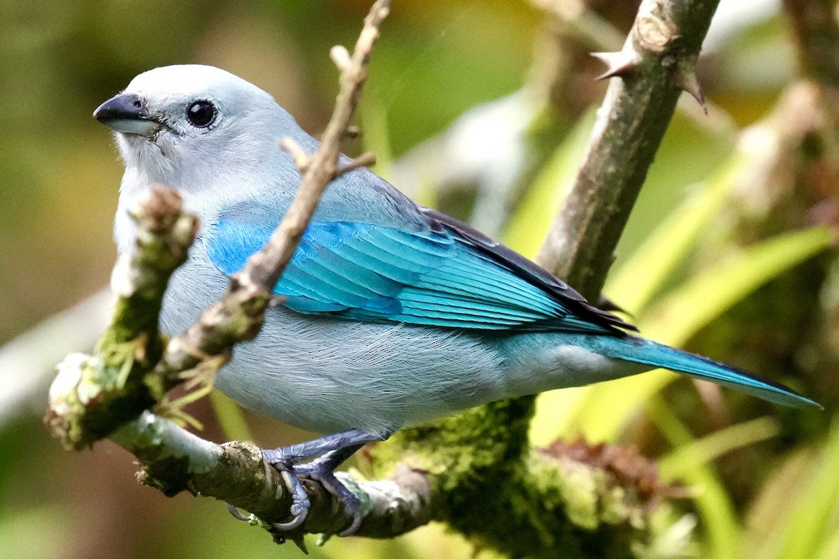 Blue-gray Tanager - ML408643711