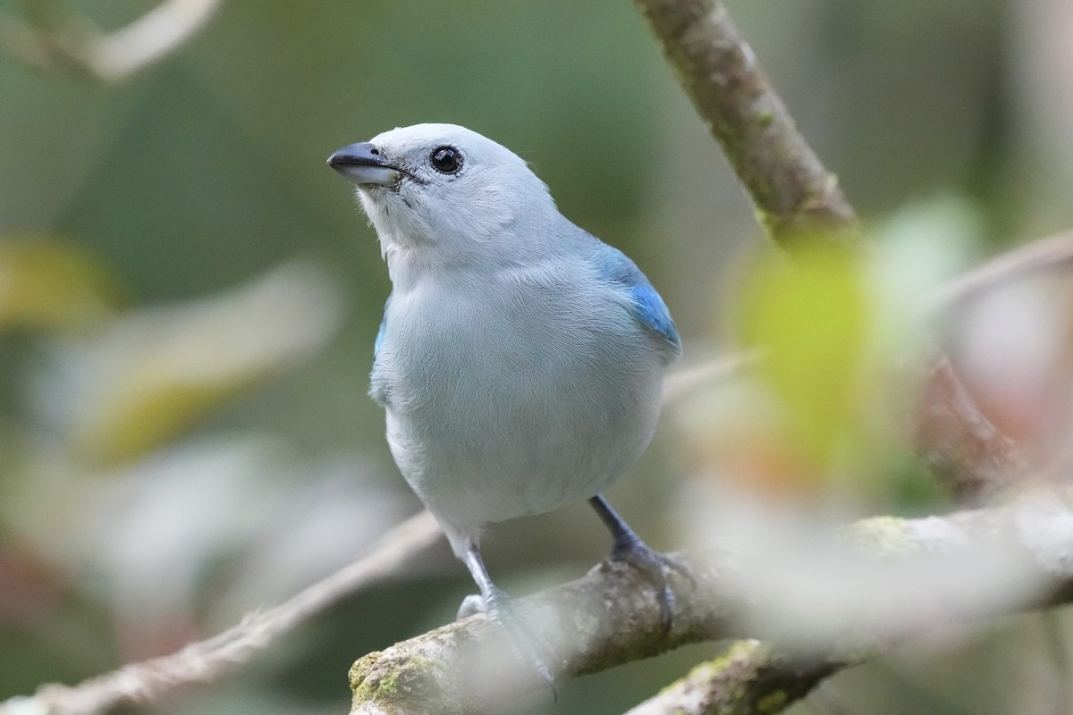 Blue-gray Tanager - ML408643851
