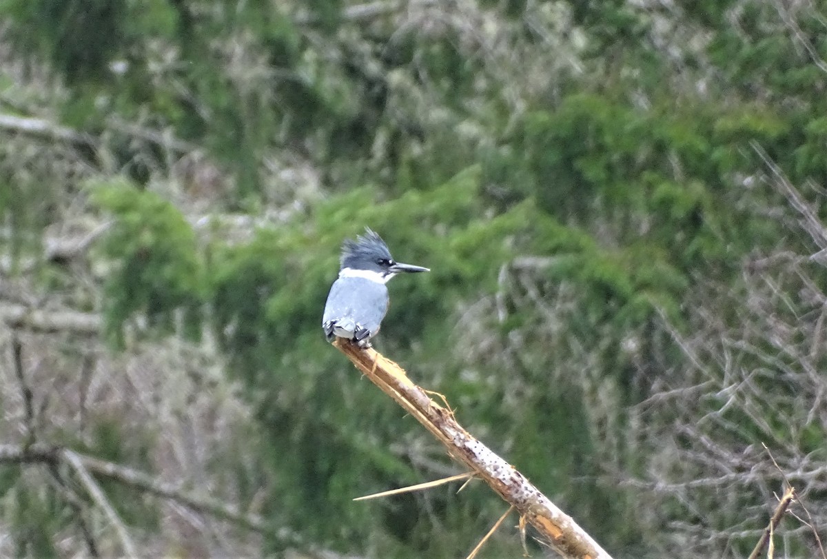 Belted Kingfisher - ML408647031