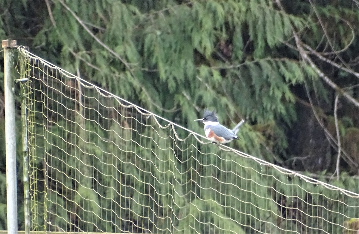 Belted Kingfisher - ML408647131