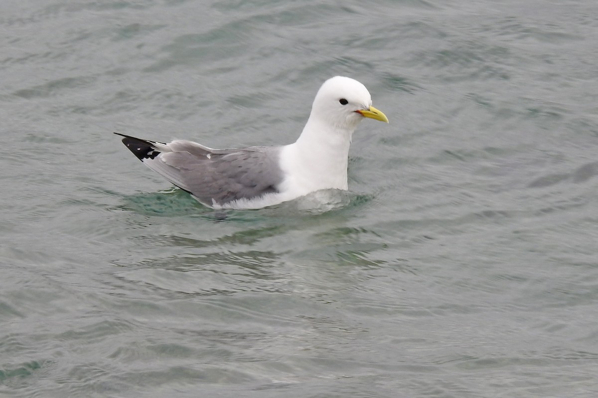 Mouette tridactyle - ML408650591