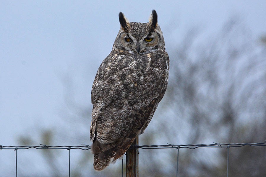 Great Horned Owl - Troy Hibbitts