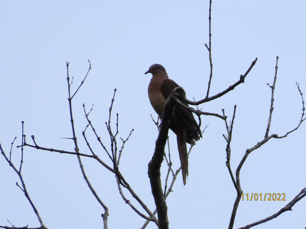 Brown Cuckoo-Dove - ML408656641