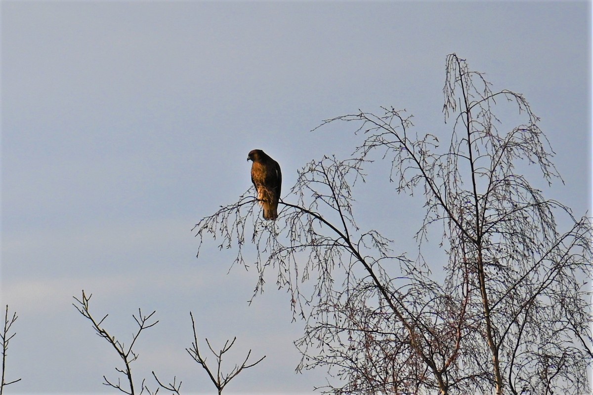 Red-tailed Hawk - ML408660191