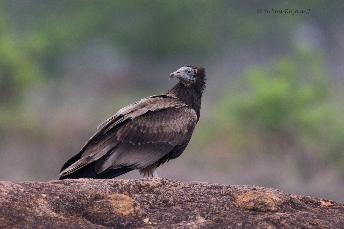Egyptian Vulture - Subbu Rajan
