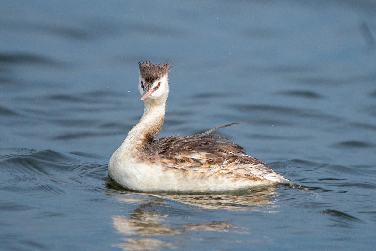Great Crested Grebe - ML408681811