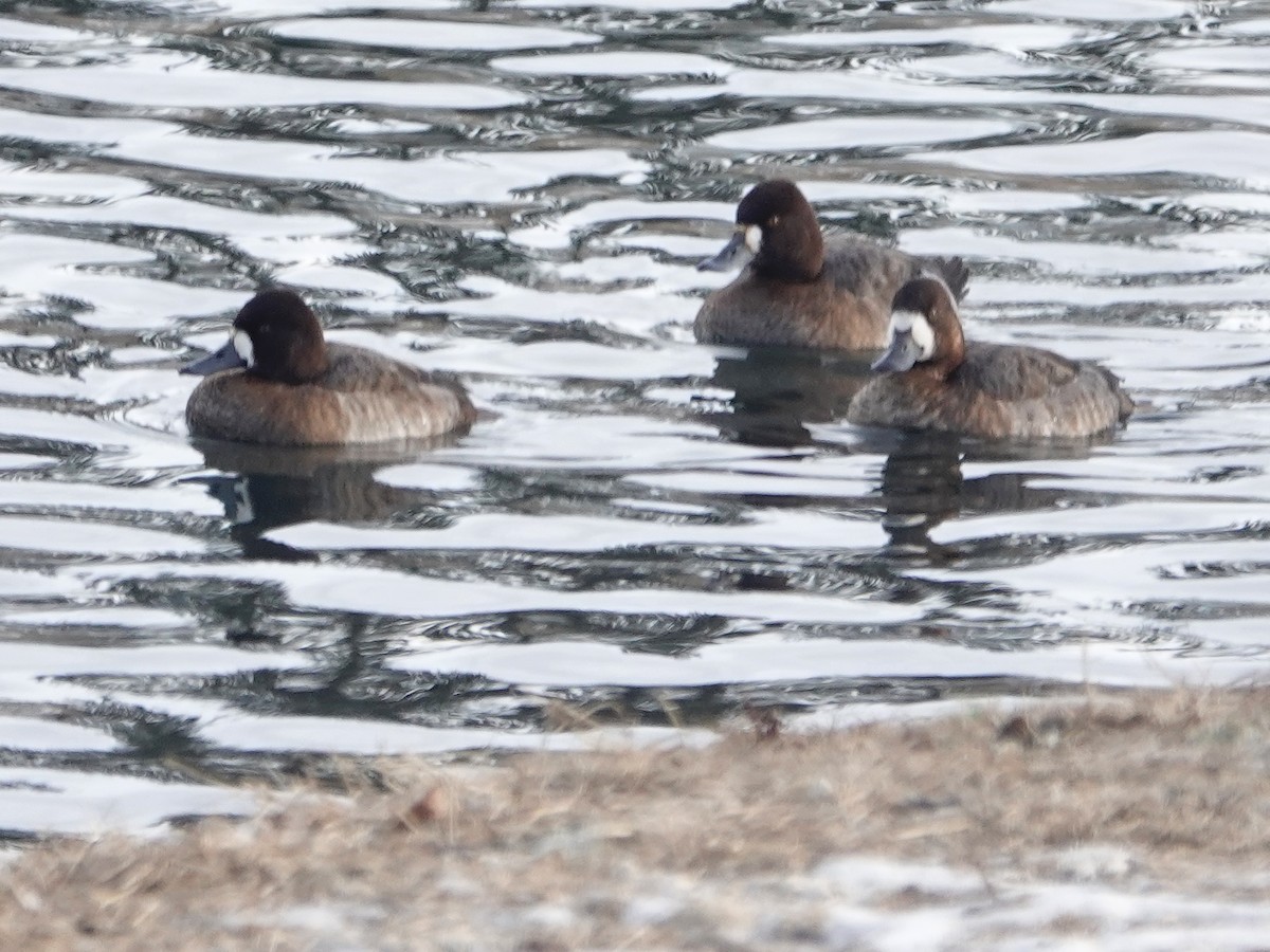 Greater Scaup - ML408682241
