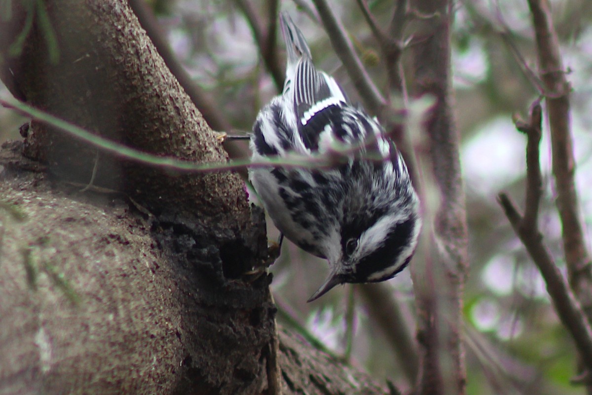 Black-and-white Warbler - ML408684171