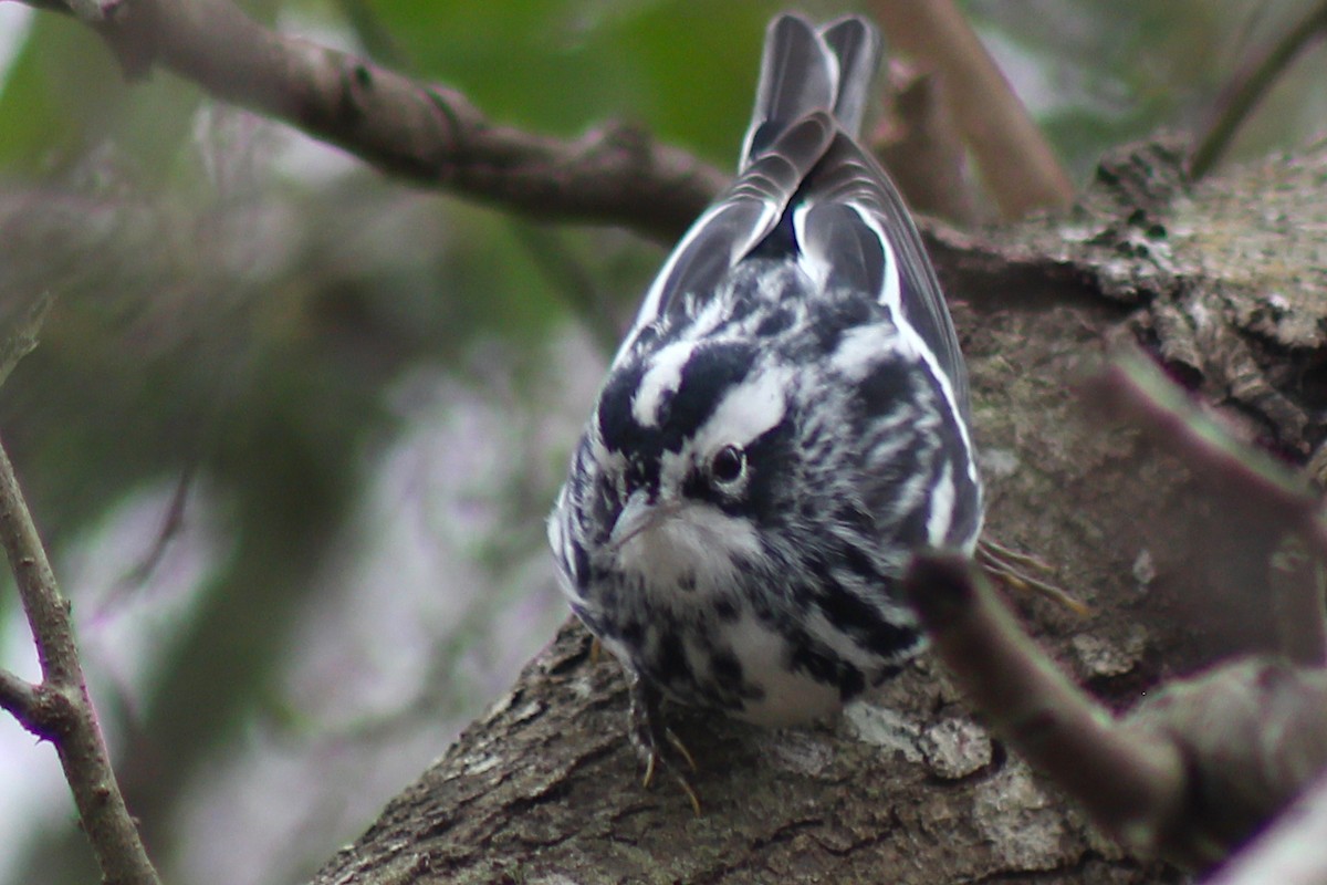 Black-and-white Warbler - ML408684391