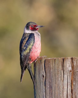 Lewis's Woodpecker