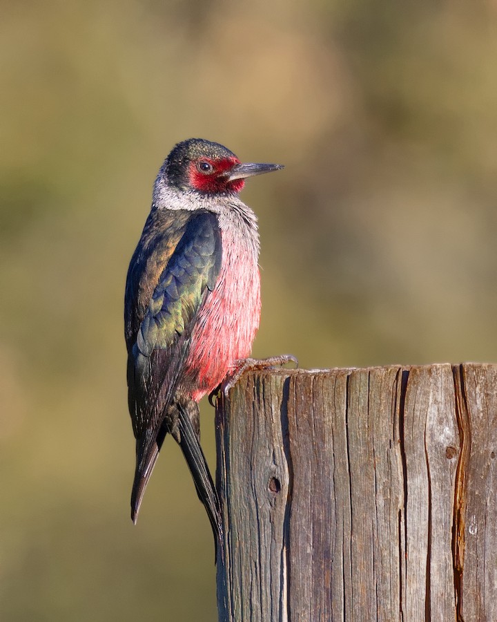 Lewis's Woodpecker