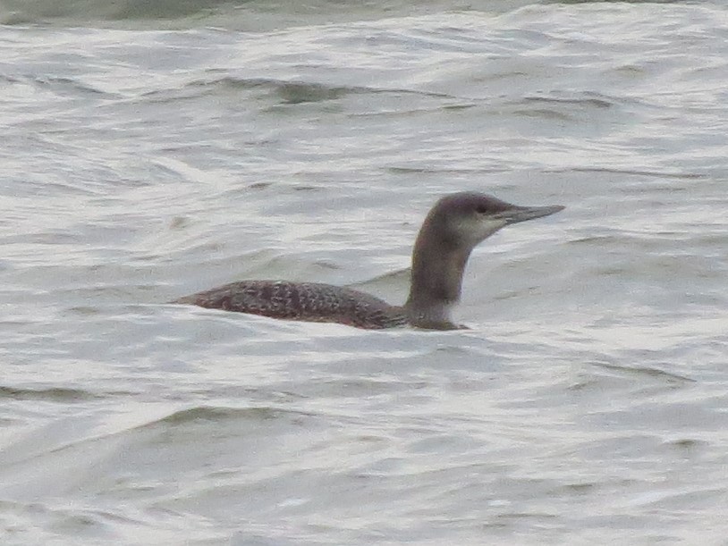 Red-throated Loon - ML408691451