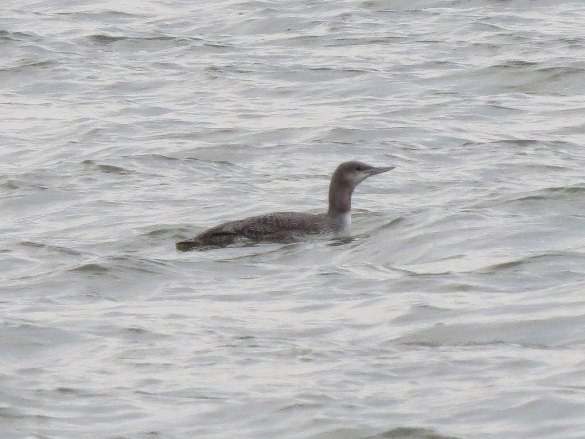 Red-throated Loon - ML408691461