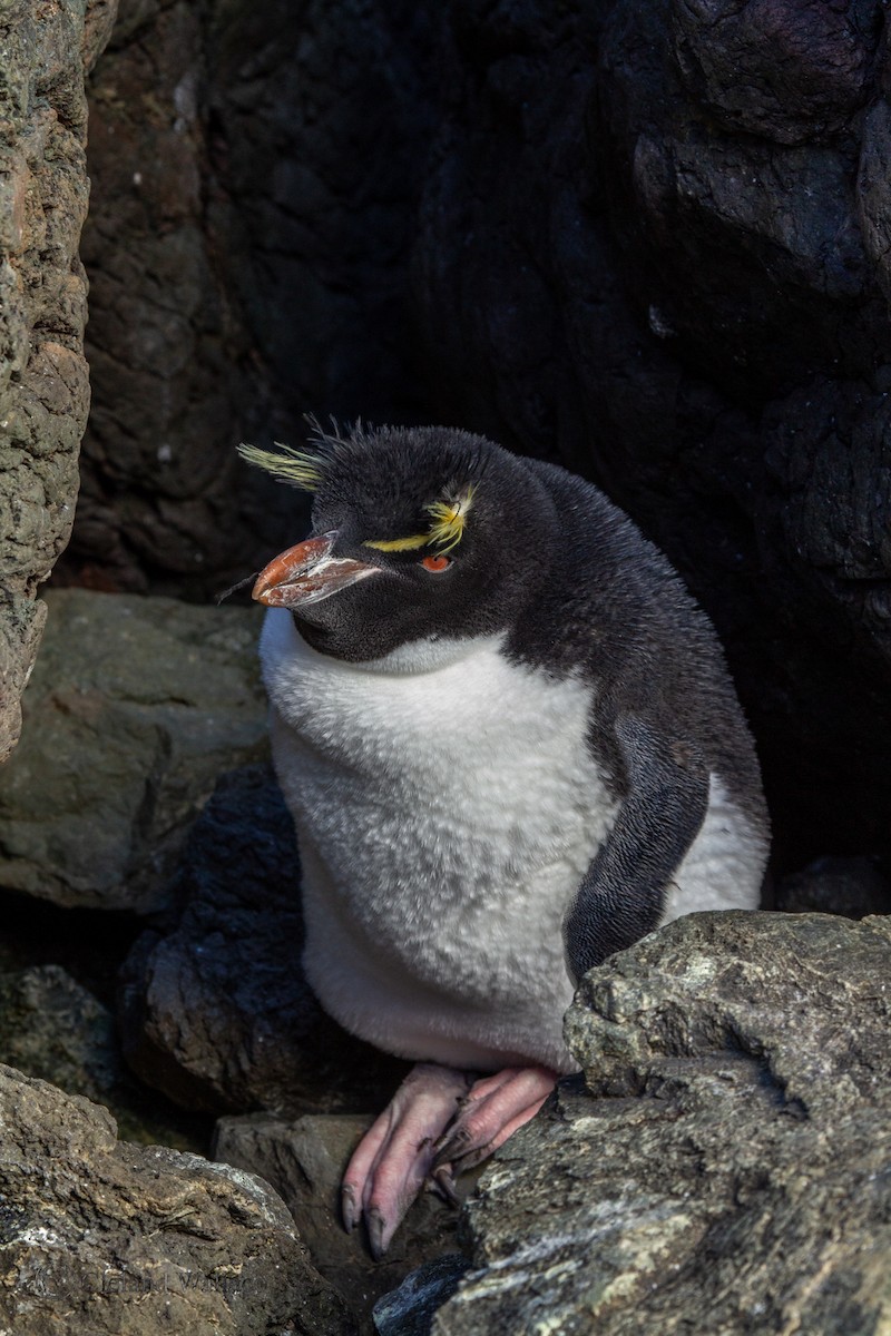 Southern Rockhopper Penguin (Eastern) - ML408695821