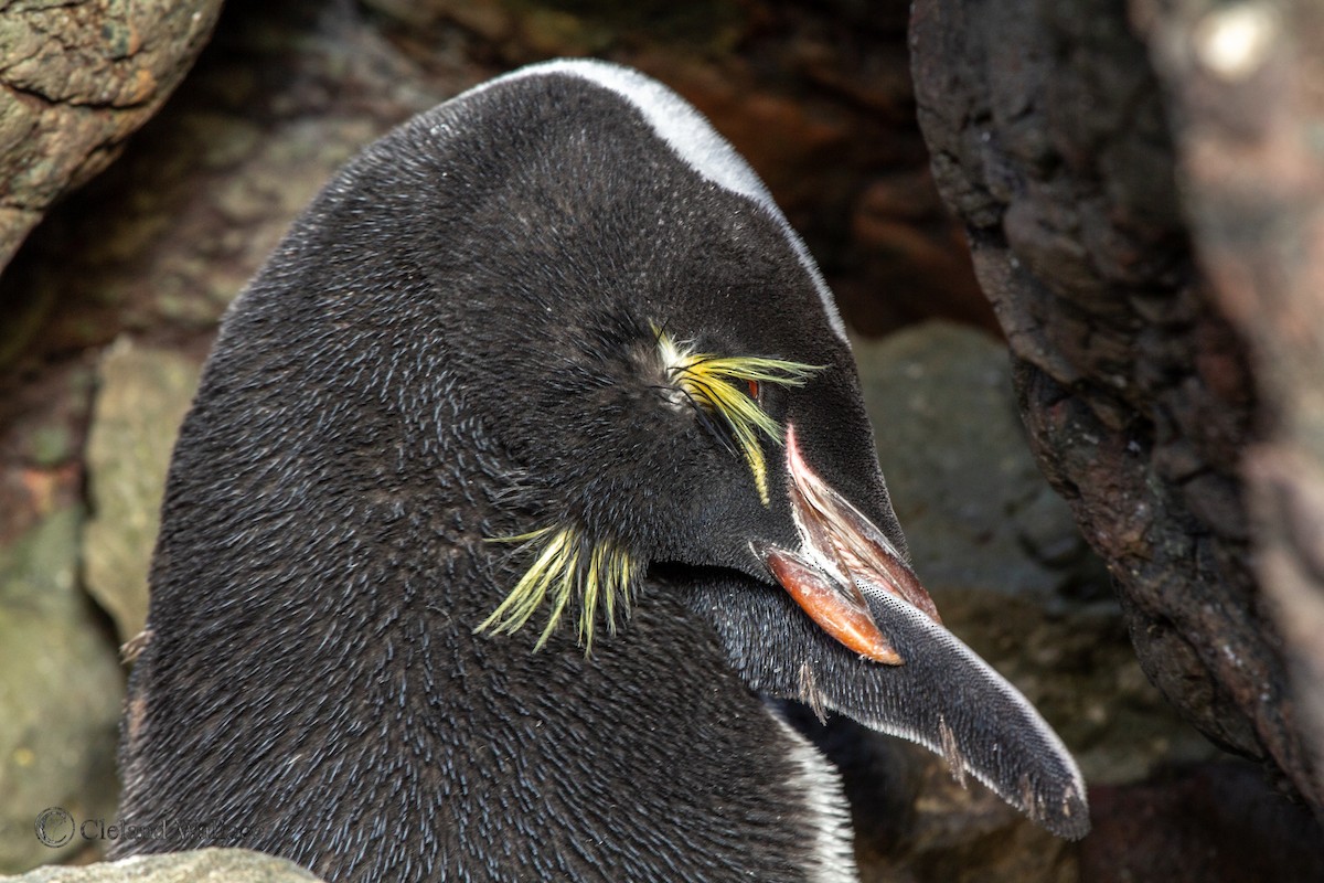 Southern Rockhopper Penguin (Eastern) - ML408695851