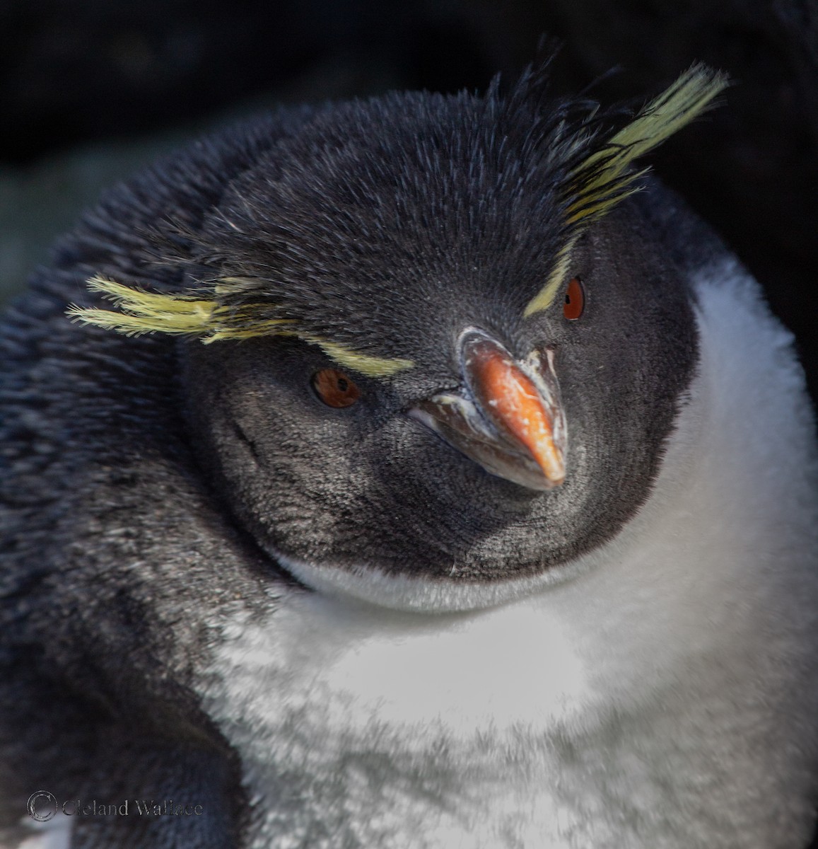Southern Rockhopper Penguin (Eastern) - ML408695861
