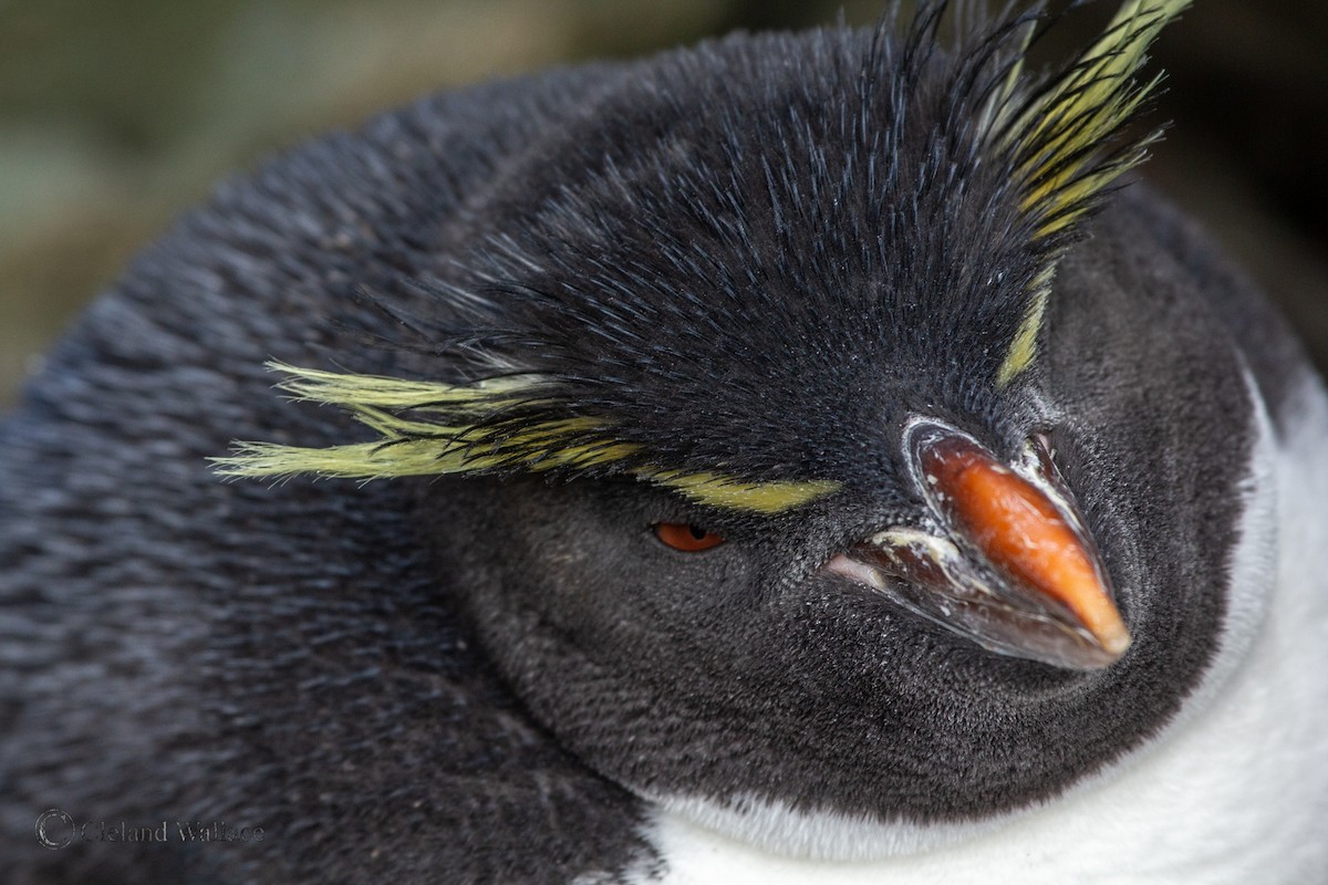 Southern Rockhopper Penguin (Eastern) - ML408695871