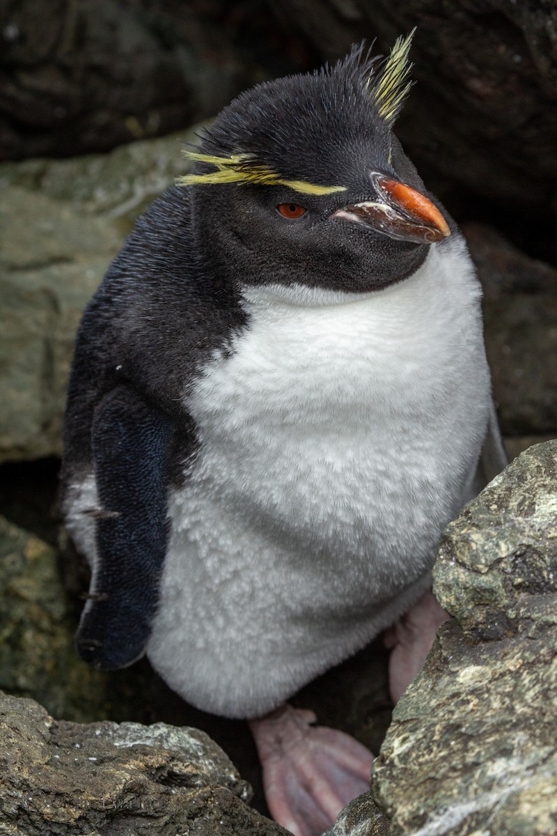 Southern Rockhopper Penguin (Eastern) - ML408695921