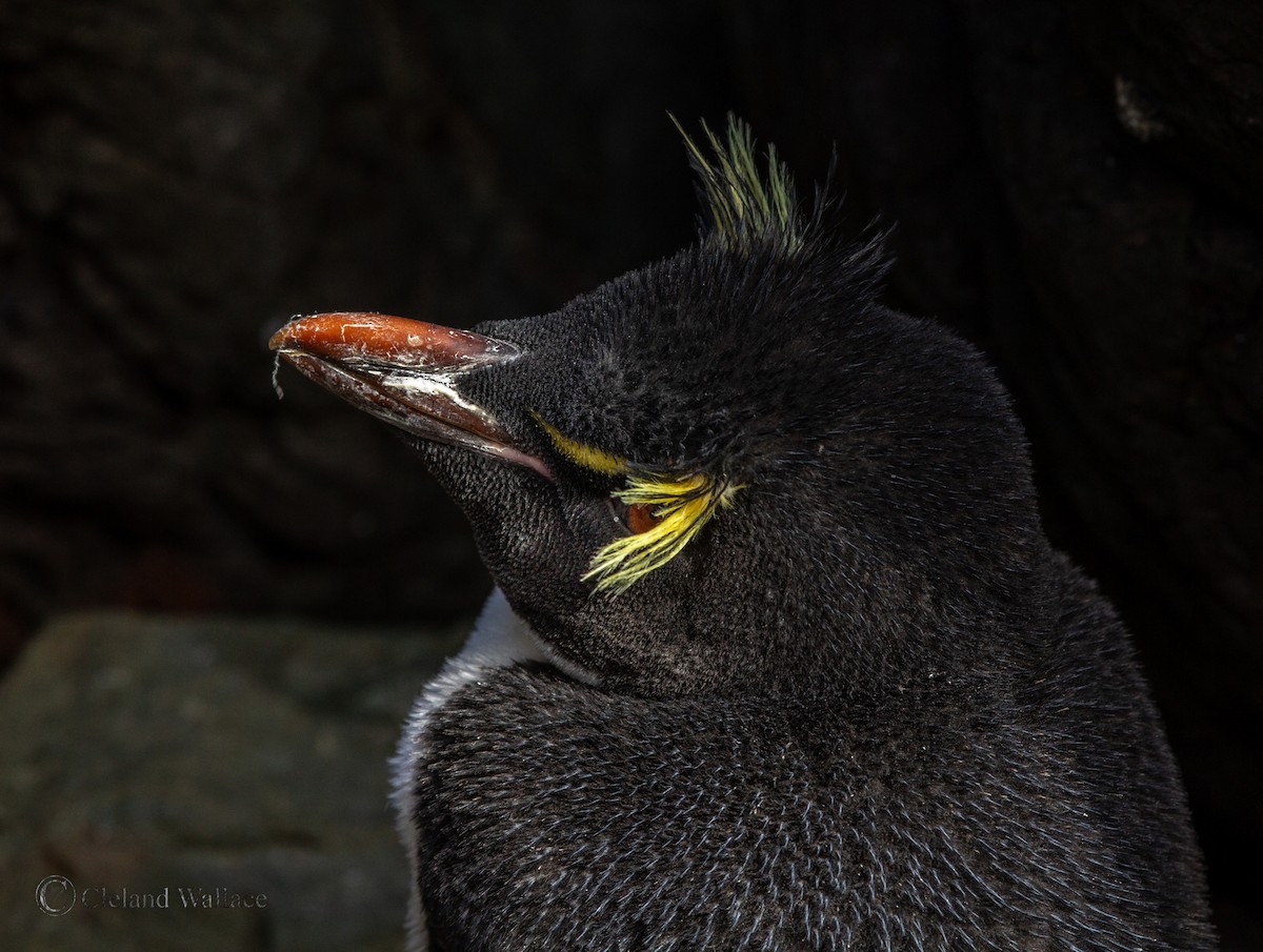 Southern Rockhopper Penguin (Eastern) - ML408695951