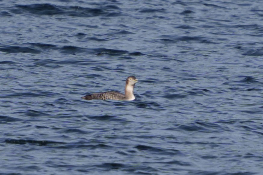 Yellow-billed Loon - Peter Lypkie