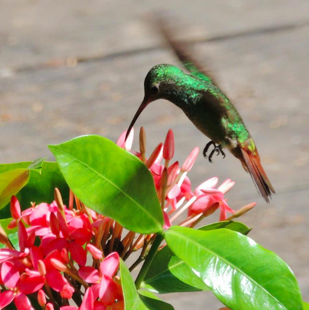 Rufous-tailed Hummingbird - ML40871371