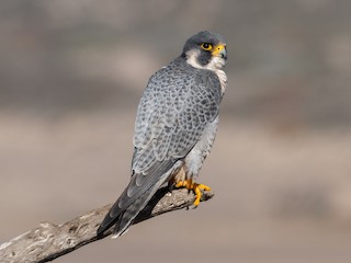 Peregrine Falcon - Falco peregrinus - Birds of the World