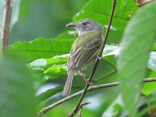  - Northern Bentbill