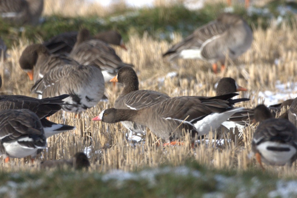 Lesser White-fronted Goose - ML40871601