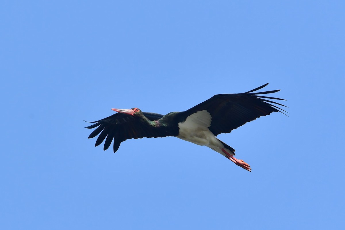Black Stork - ML408716091
