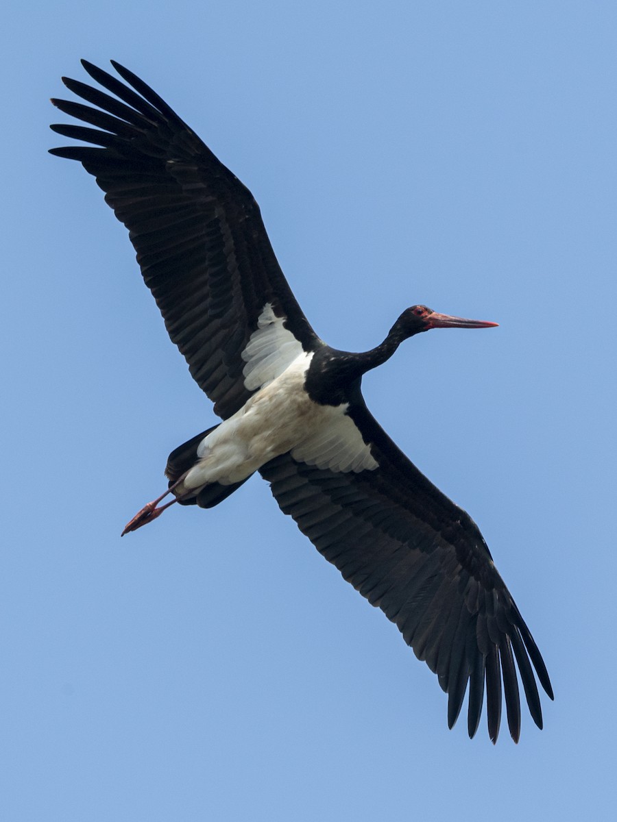 Black Stork - ML408716101