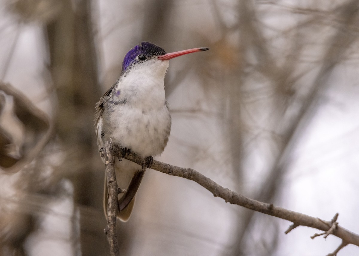 Violet-crowned Hummingbird - ML408716631
