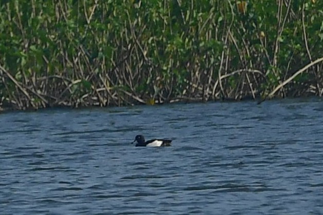 Tufted Duck - ML408716831