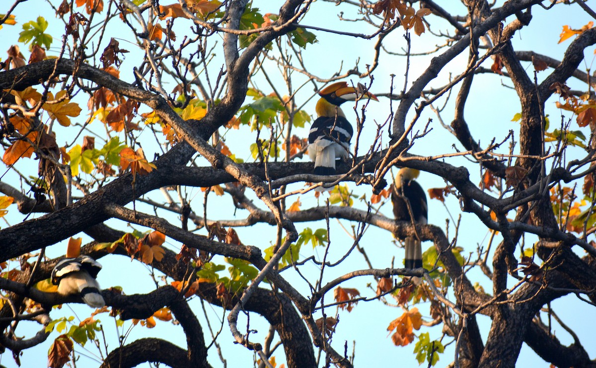 Great Hornbill - Sipu Kumar