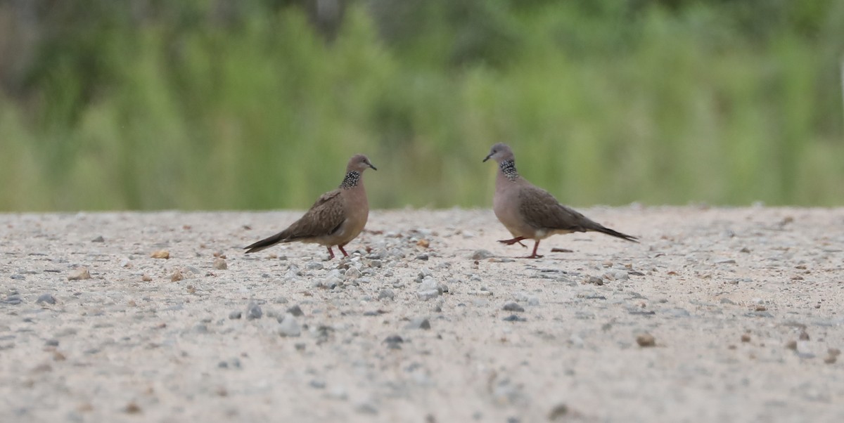 Spotted Dove - ML408720681
