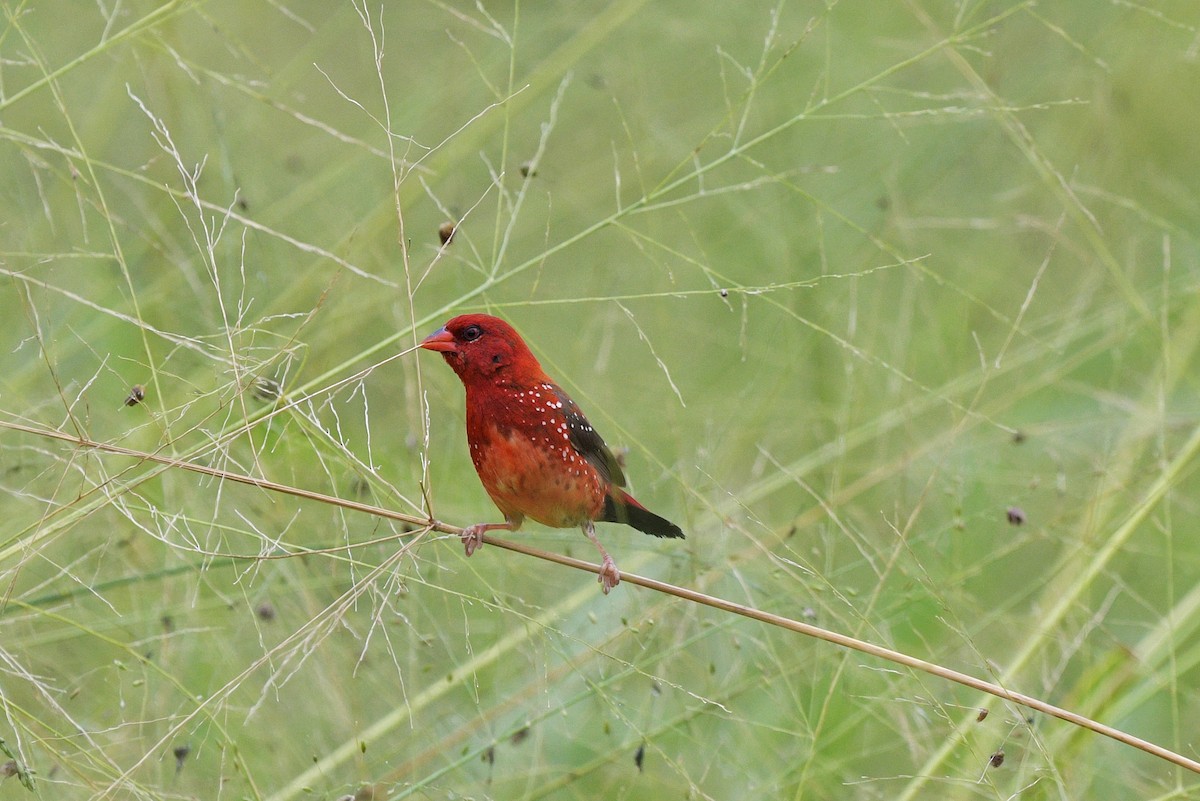 Red Avadavat (Yellow-bellied) - ML408731471