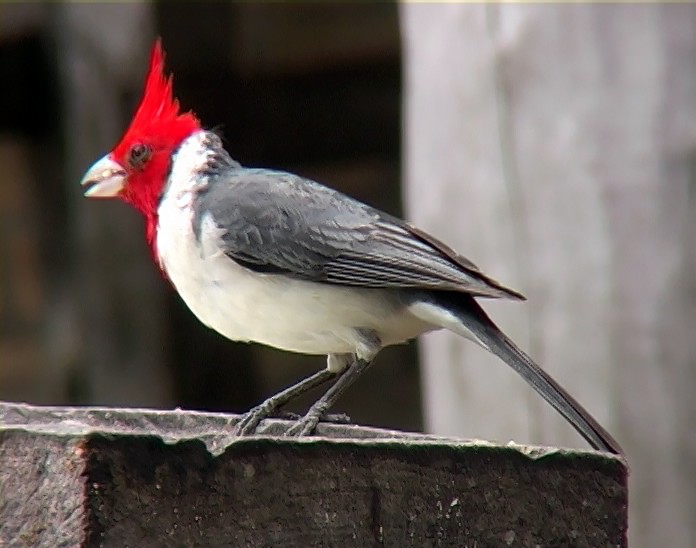 Red-crested Cardinal - ML408735921