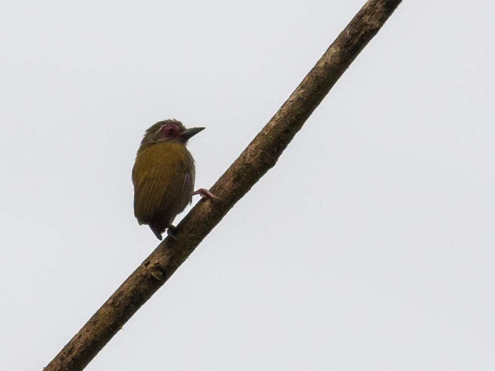 African Piculet - ML408737601