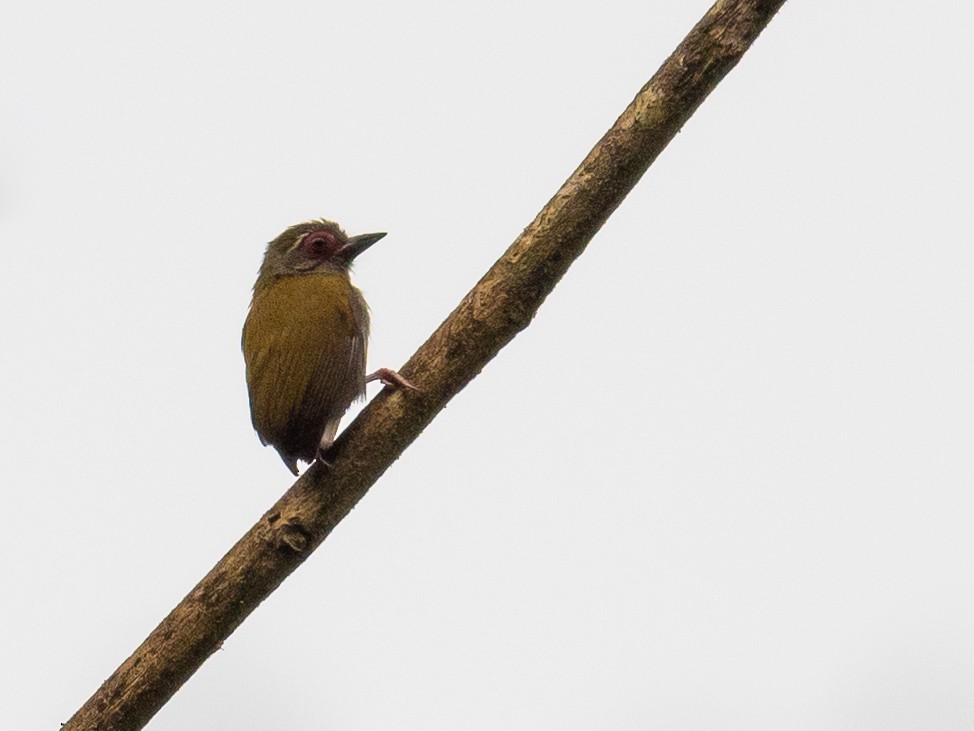 African Piculet - ML408737611