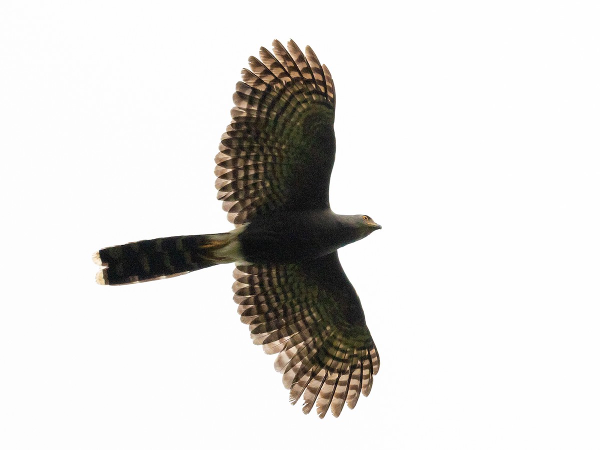 Long-tailed Hawk - ML408737741