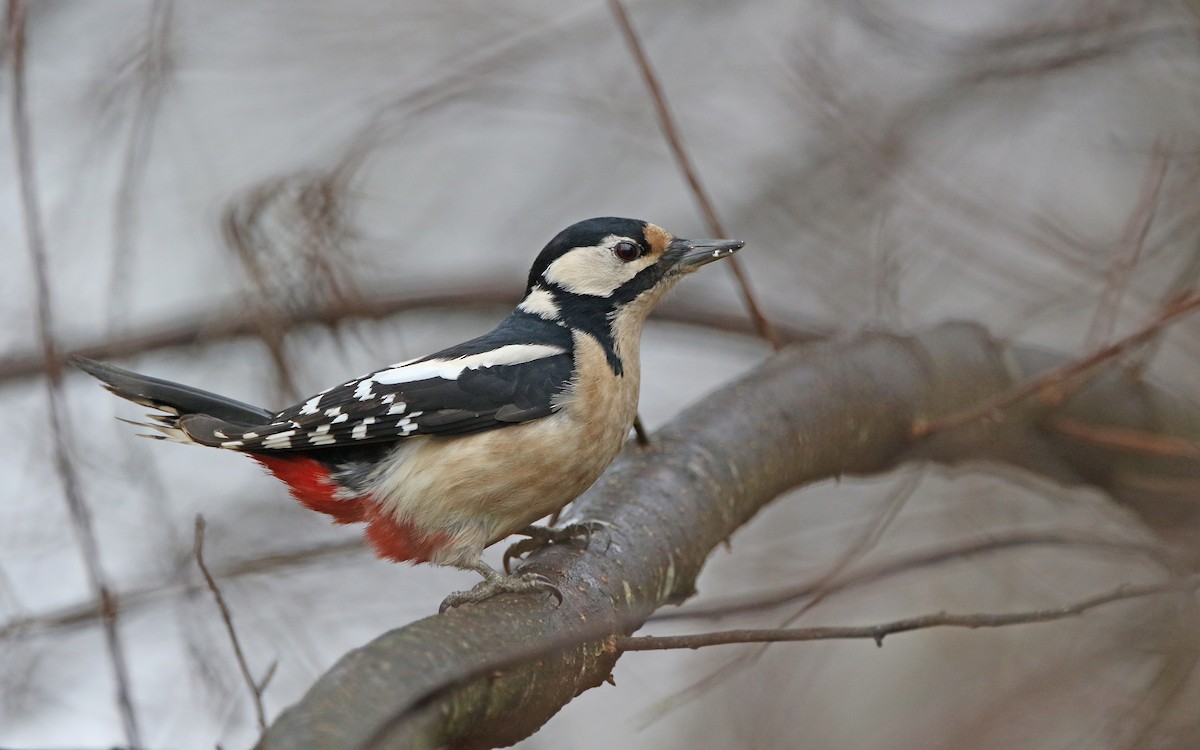 Great Spotted Woodpecker - ML408743511