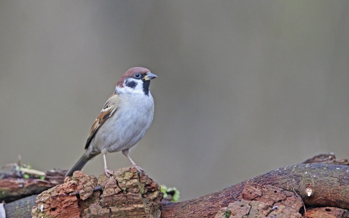 Eurasian Tree Sparrow - ML408743531