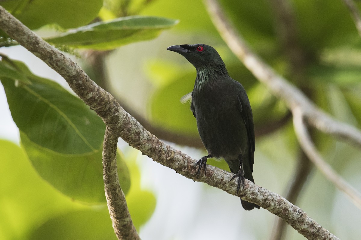Asian Glossy Starling - ML408746971