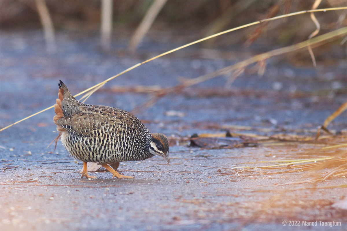 Chinese Francolin - ML408747141