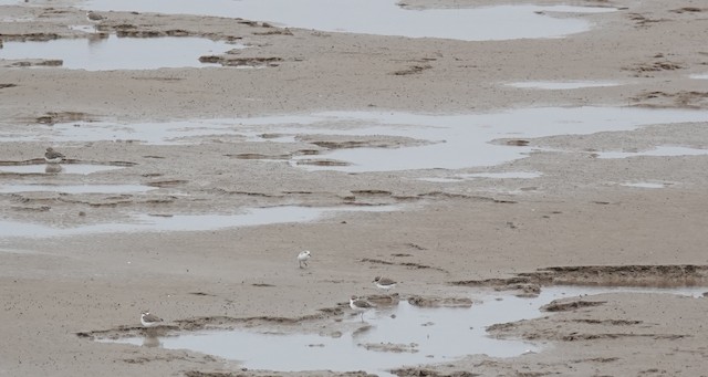 Nonbreeding habitat; Jiangsu, China. - Spoon-billed Sandpiper - 